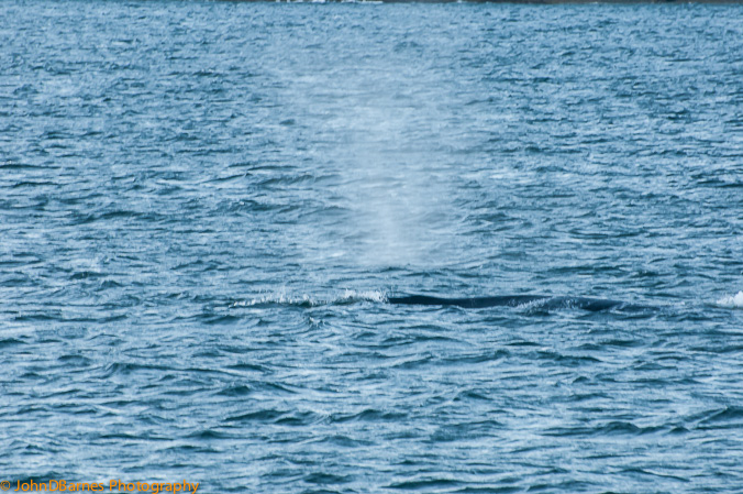 Juneau: Whale watching excursion